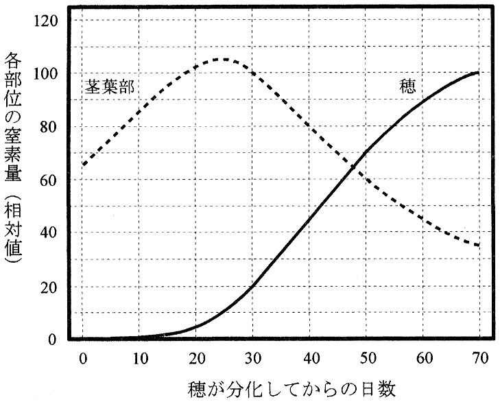図2—3　種子の成熟にともなう茎葉部と穂の窒素量の変化