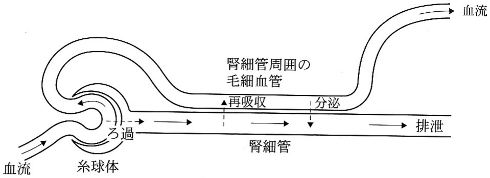 図2—1　ネフロンにおける物質のろ過，再吸収および分泌