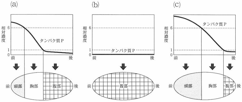 図1—1　キイロショウジョウバエ初期胚の前後軸に対するタンパク質 P の分布（上図）と，そのときの胚の前後軸パターン（下図）。(a)正常な胚，(b)タンパク質 P をもたない胚，(c)タンパク質 P を正常より多くもつ胚。
