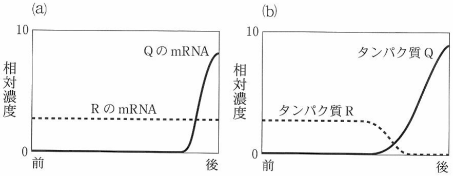 図1—2　正常な卵または胚の前後軸に対する，(a) Q および R の mRNA 分布，(b)タンパク質 Q およびタンパク質 R の分布。