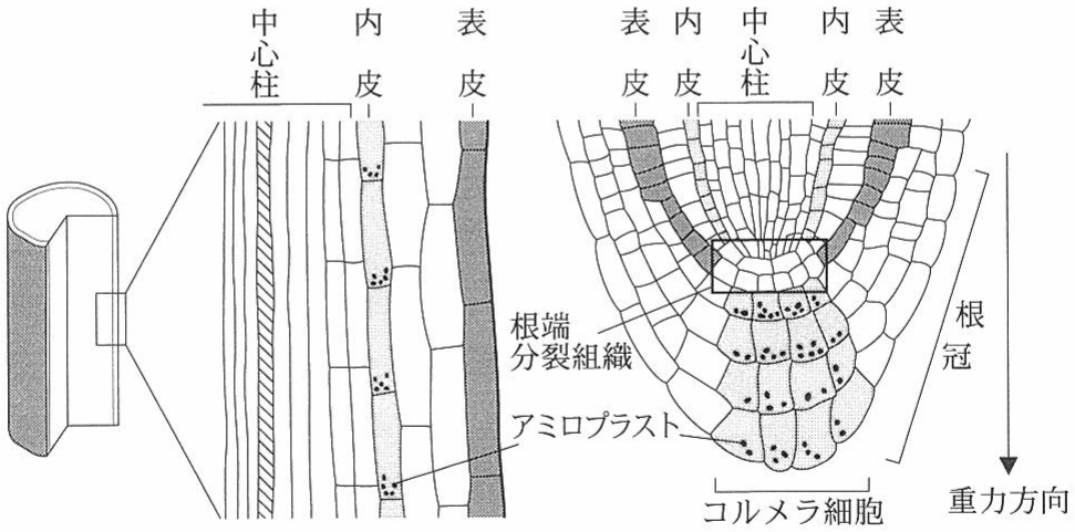 図2—2　茎（左）と根（右）の組織の模式図