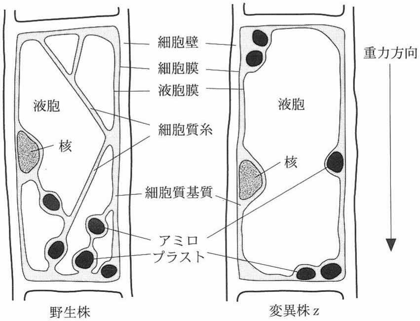 図2—3　野生株（左）と変異株 z（右）の茎の内皮細胞