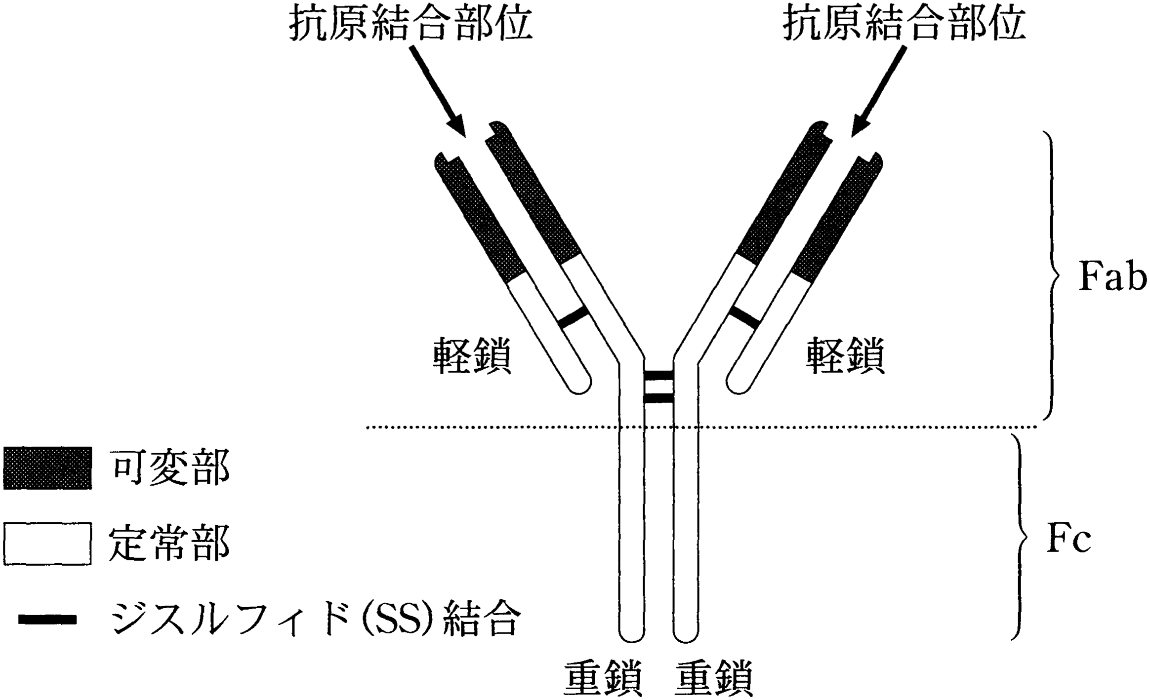 図1—1　IgG の模式図
