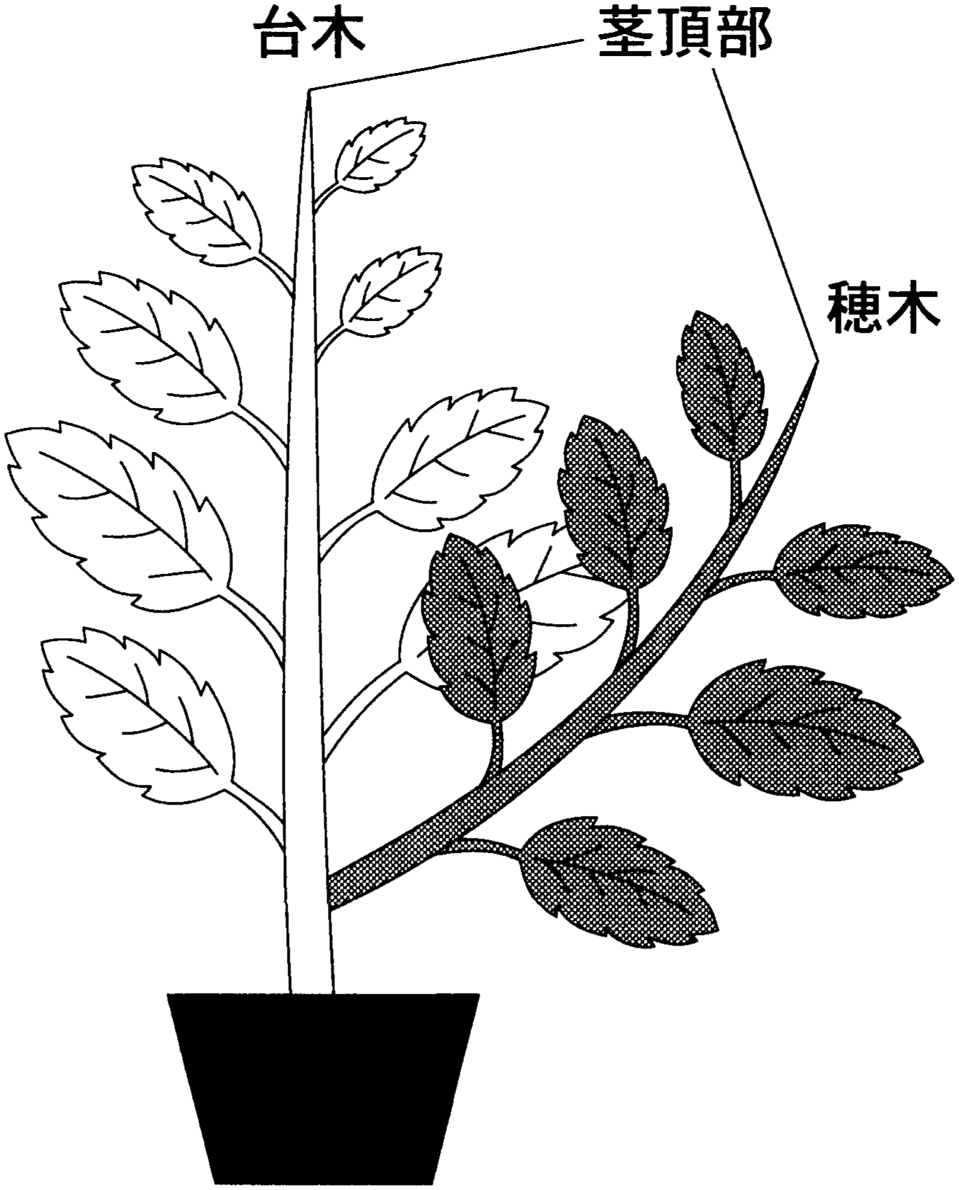 図2—2　台木の茎頂部を残す接ぎ木