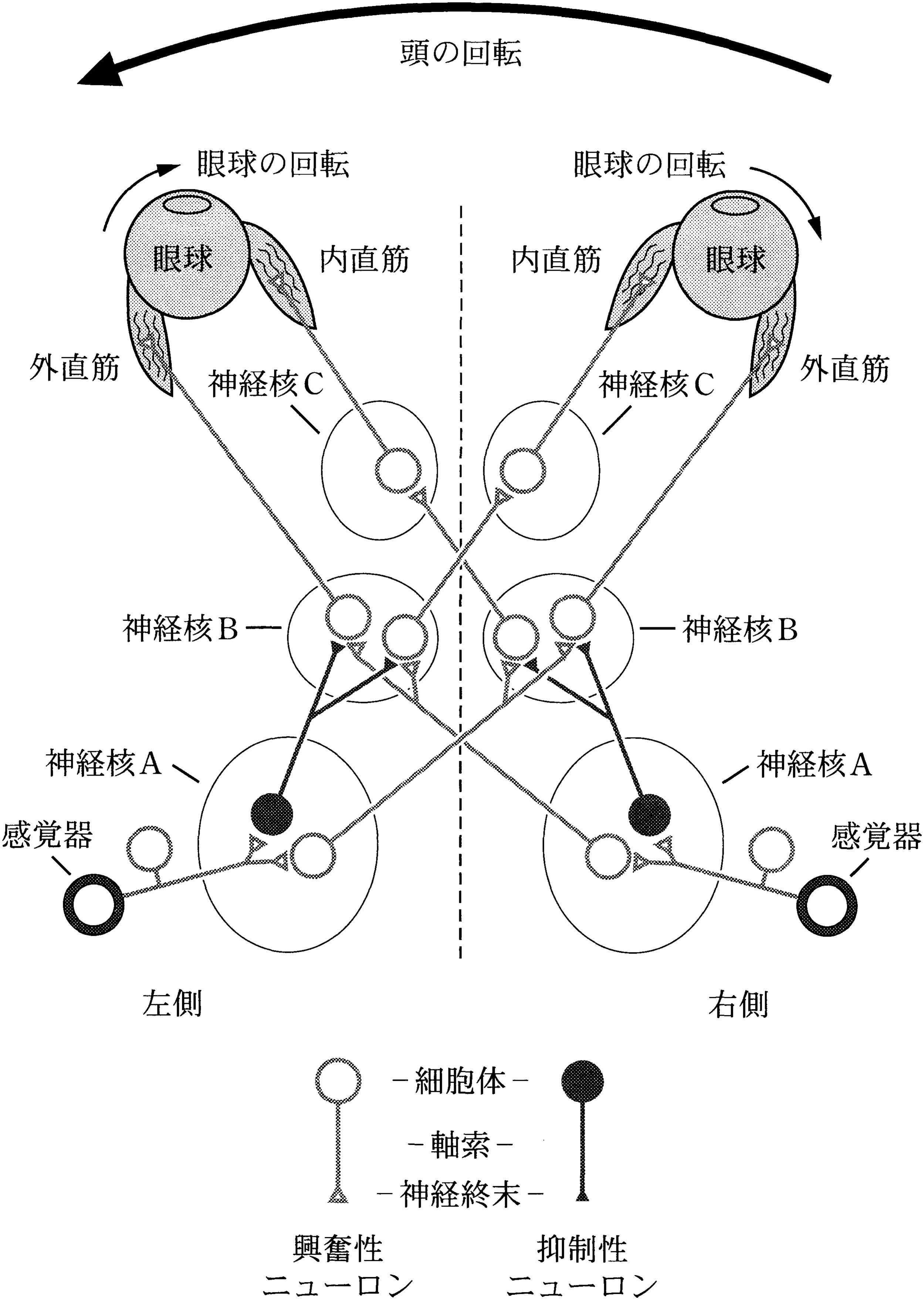 図3—1　前庭動眼反射の神経回路