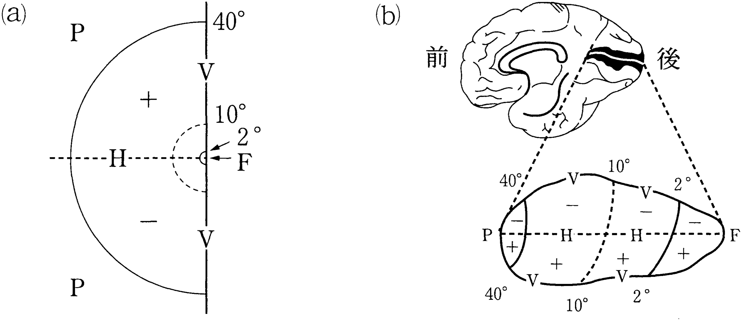 図3—2　視野の左側と右半球の視覚野の対応関係