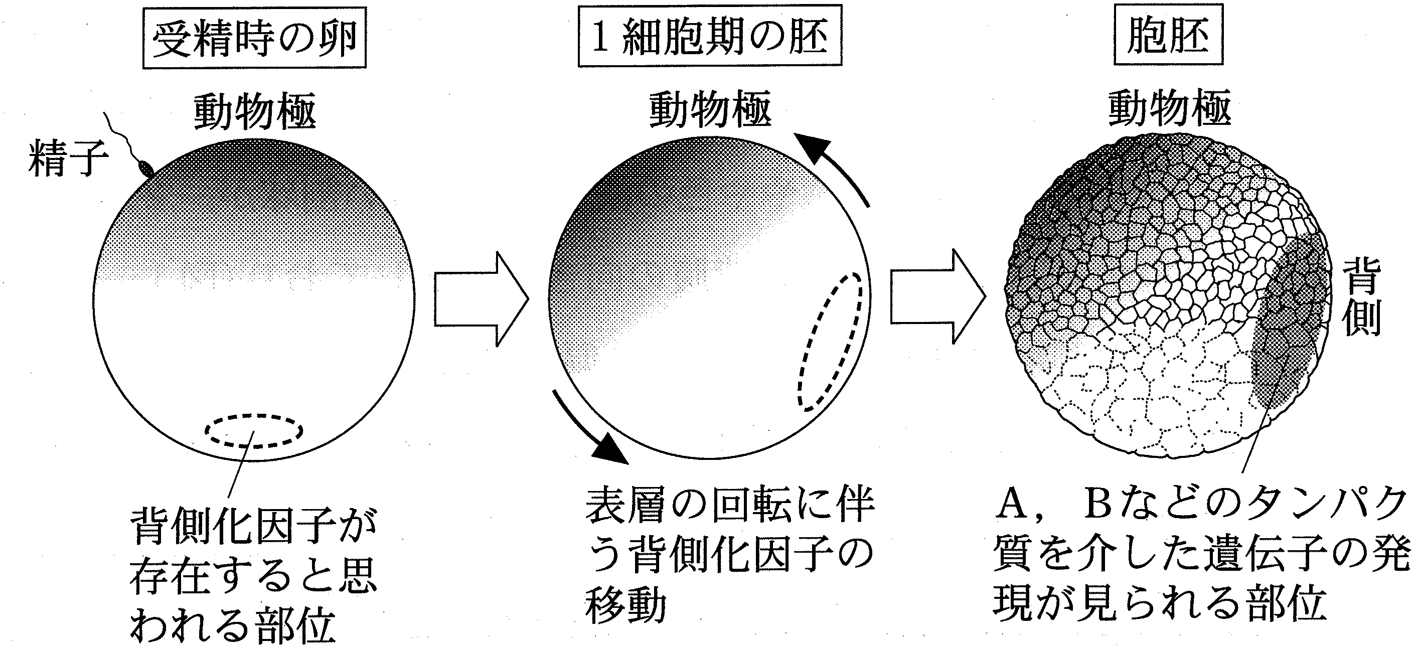 図1—1　アフリカツメガエルの胚における，背側の決定のしくみ
