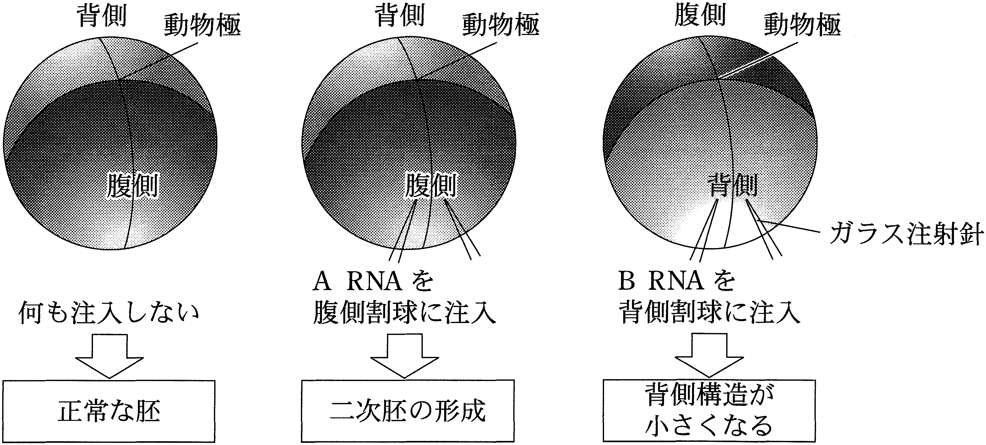 図1—2　アフリカツメガエルの胚への伝令 RNA の注入実験