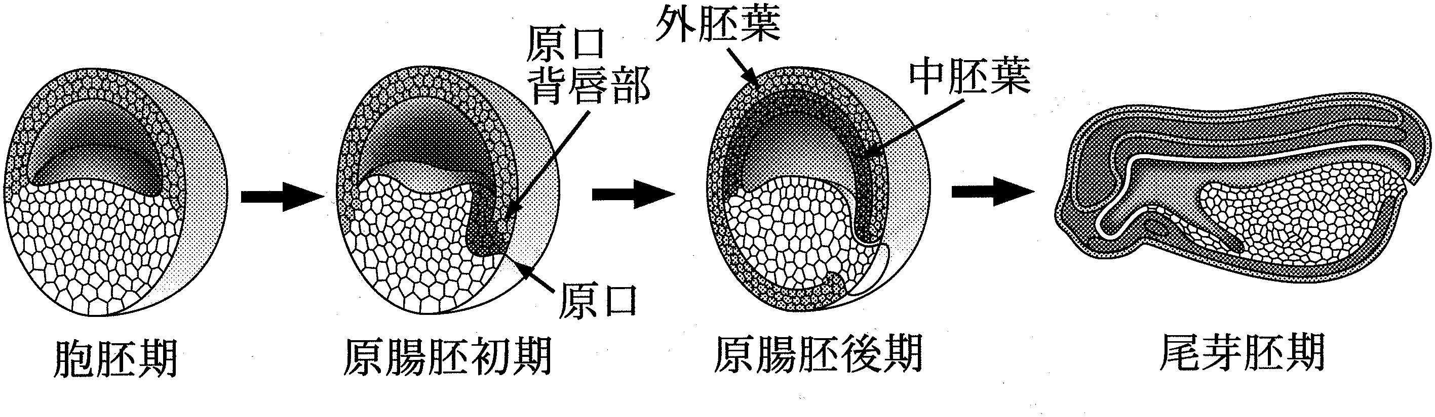 図1—3　アフリカツメガエルの胚の原腸形成とその後の発生(図は正中線に沿った縦断面を示す)