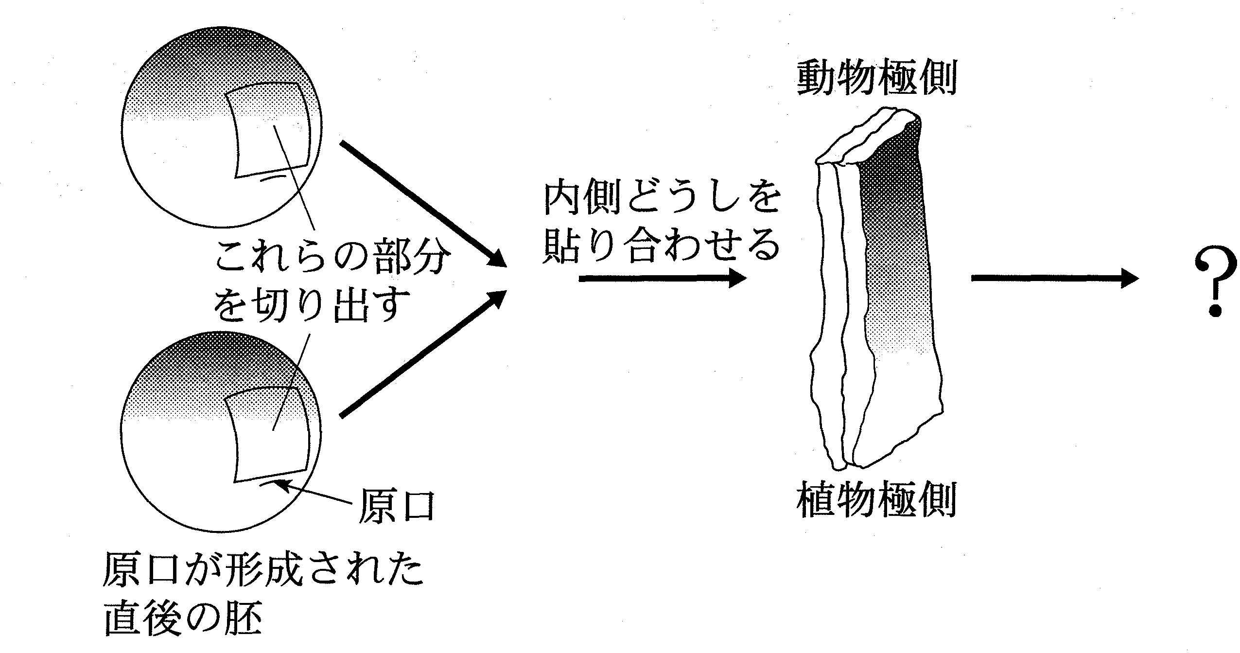 図1—5　実験2の概要
