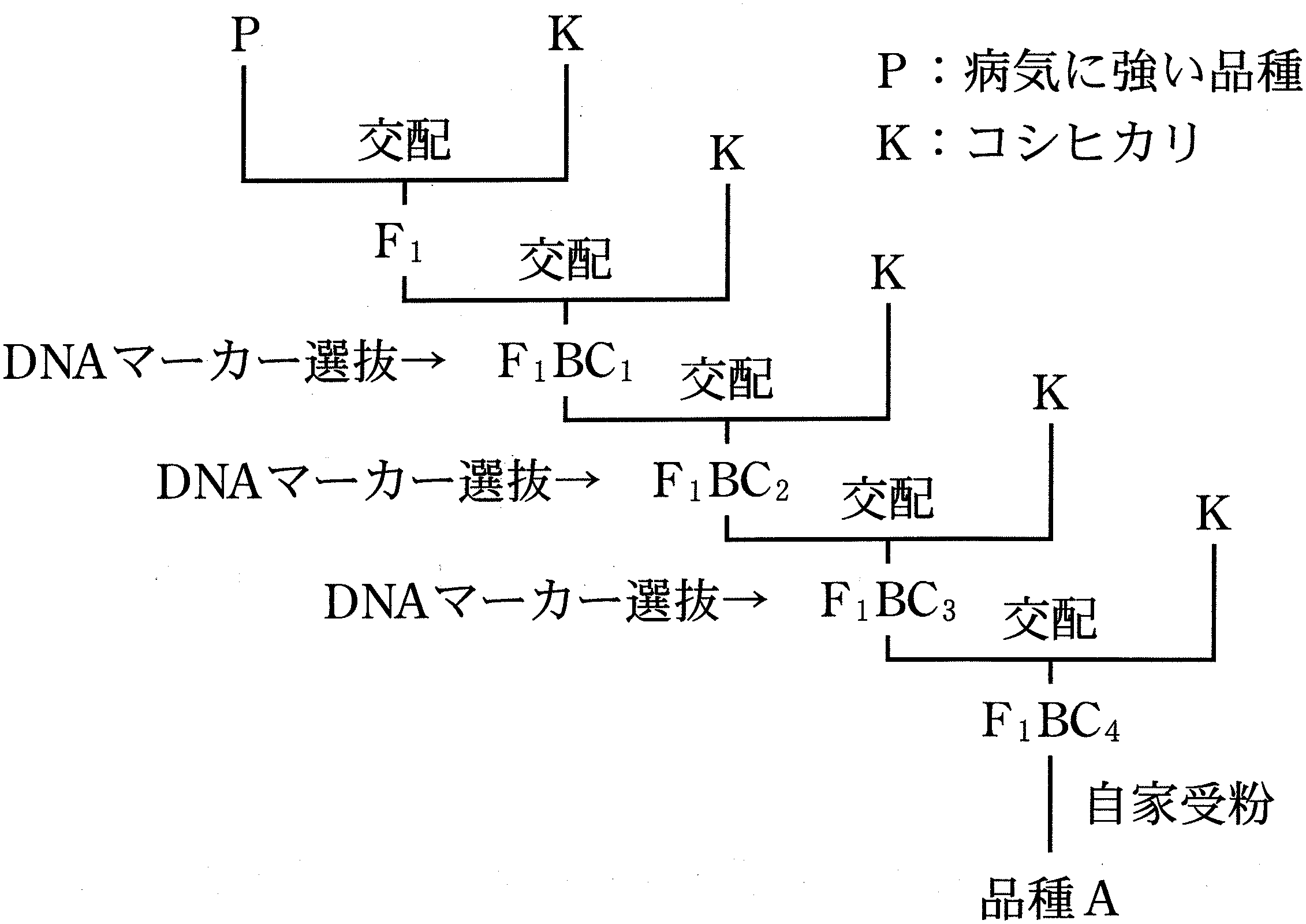 図2—1　戻し交配と DNA マーカー選抜法による品種 A の作出過程。図中の F_1BC_x は，F_1 に戻し交配(backcross)を x 回行った個体である。