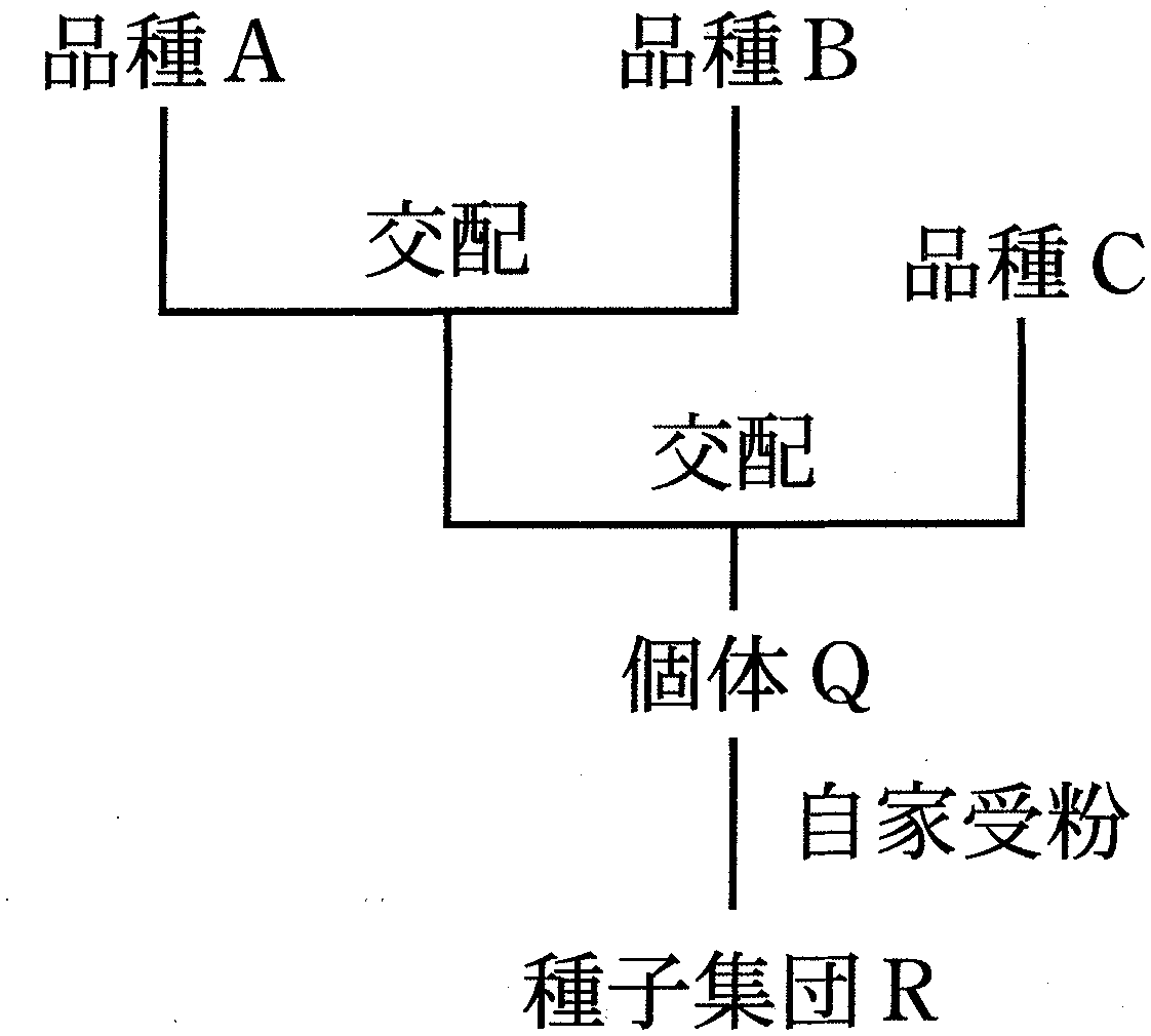 図2—2　種子集団 R の作出過程