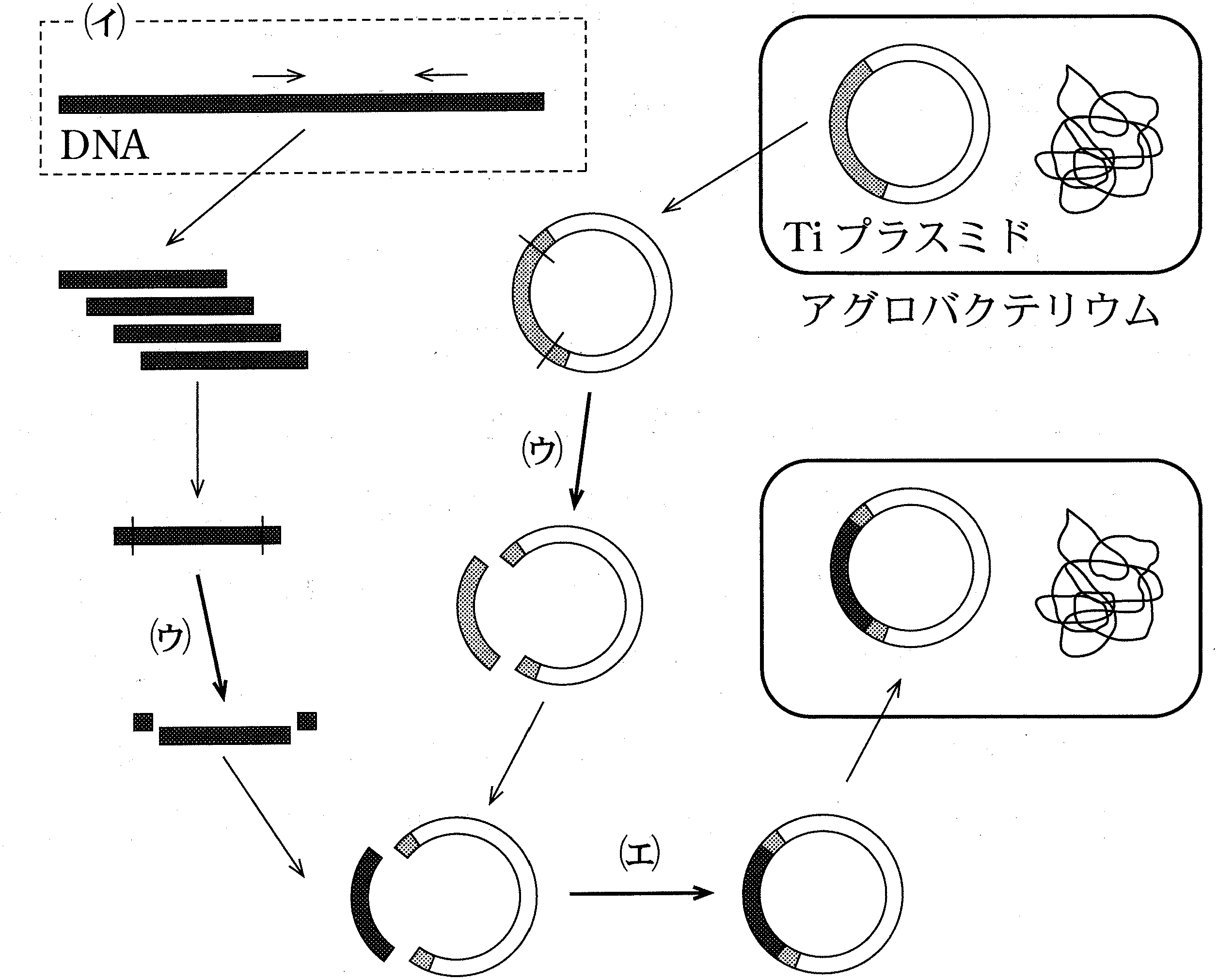 図2—3　遺伝子導入に用いるアグロバクテリウムの調製方法。Ti プラスミドの灰色の部分は，本来アグロバクテリウムが，植物の核の DNA に組み込む DNA 領域であることを示す。