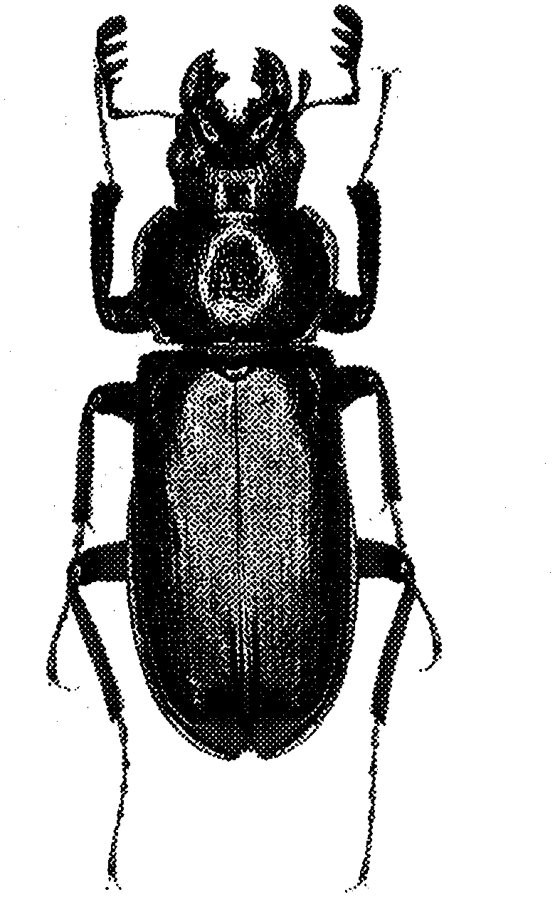 図3—1　ルリクワガタ属の種 A(雄)