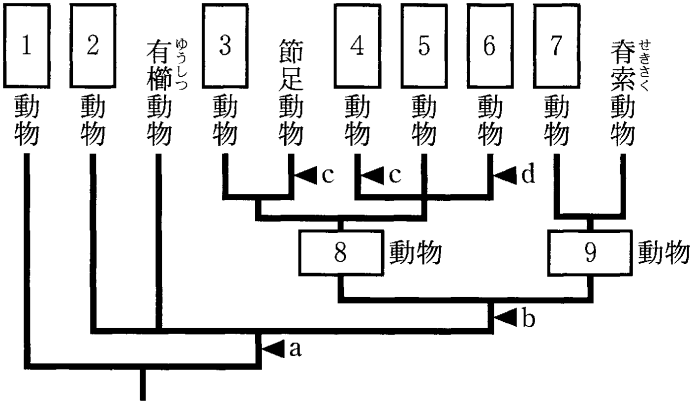 図1—1 動物の系統樹
