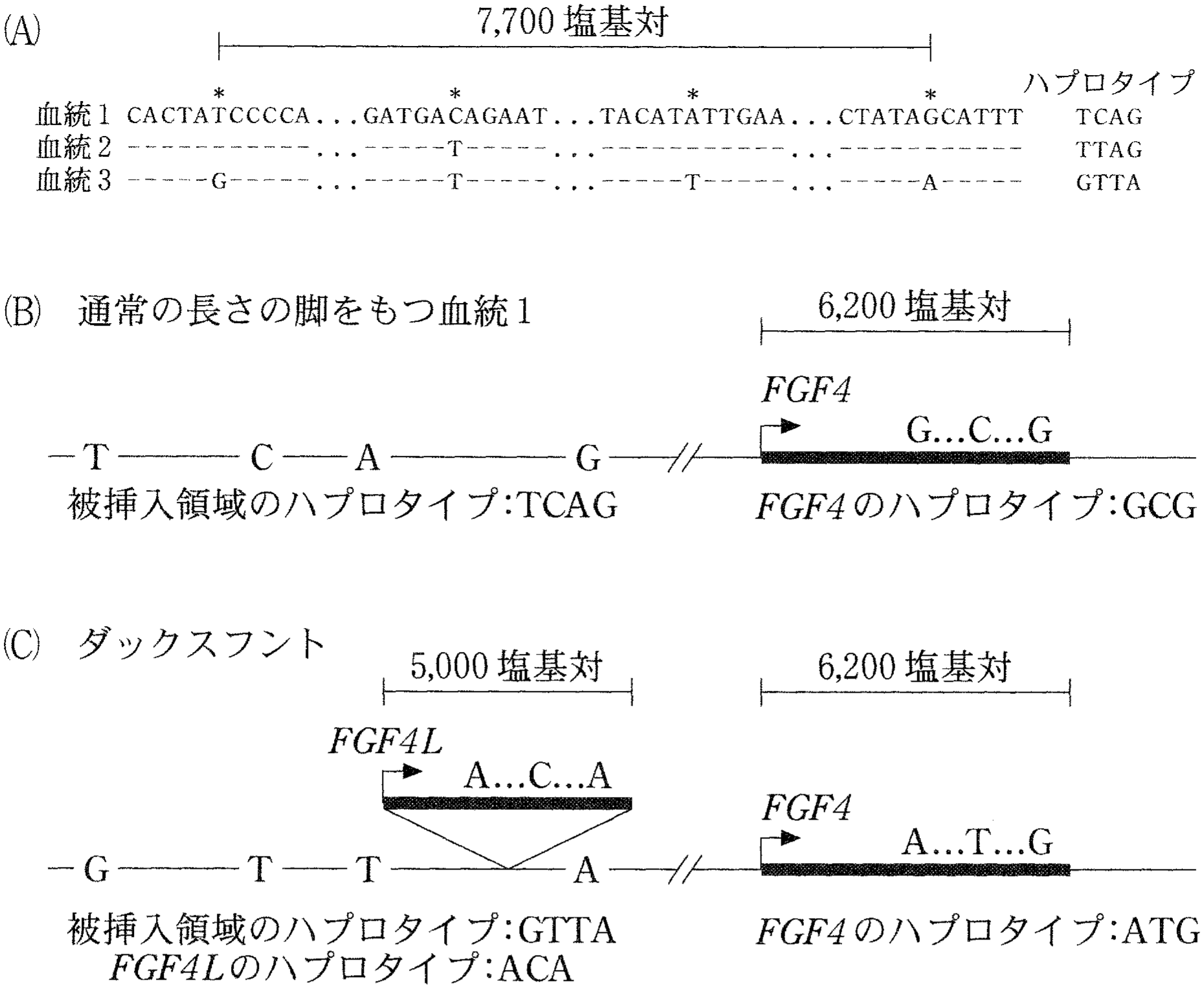 図3—2 一塩基多型とハプロタイプならびに \mathitFGF4L の挿入位置