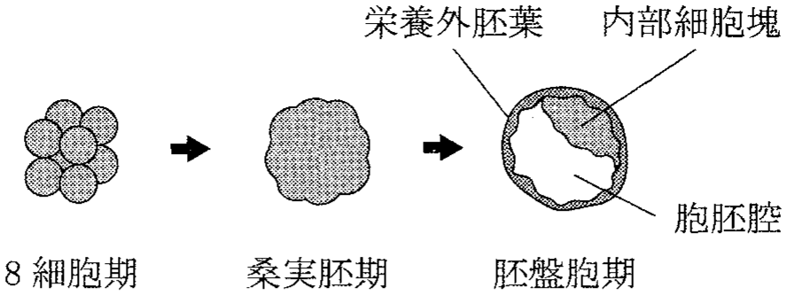 図1—1　マウスの8細胞期から胚盤胞期までの発生を示した模式図