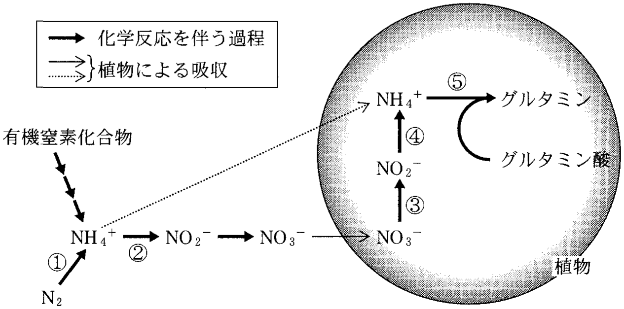 図2—1　植物の窒素同化に至る土壌中と植物体内における窒素化合物の変換の流れ