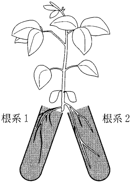 図2—2　根系が2つに分かれたダイズ