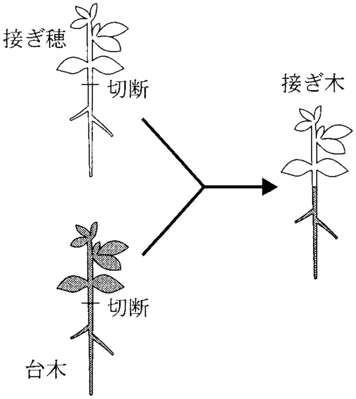 図2—4　地上部と根が遺伝的に異なる植物体を作出するためのミヤコグサの接ぎ木
