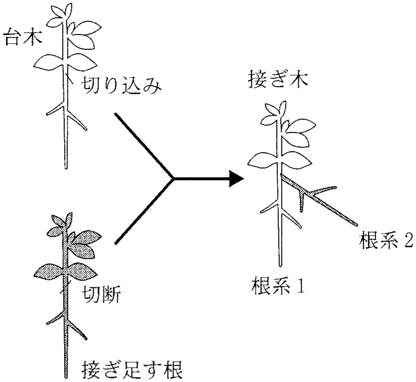 図2—6　遺伝的に異なる2つの根系をもつ植物体を作出するためのミヤコグサの接ぎ木