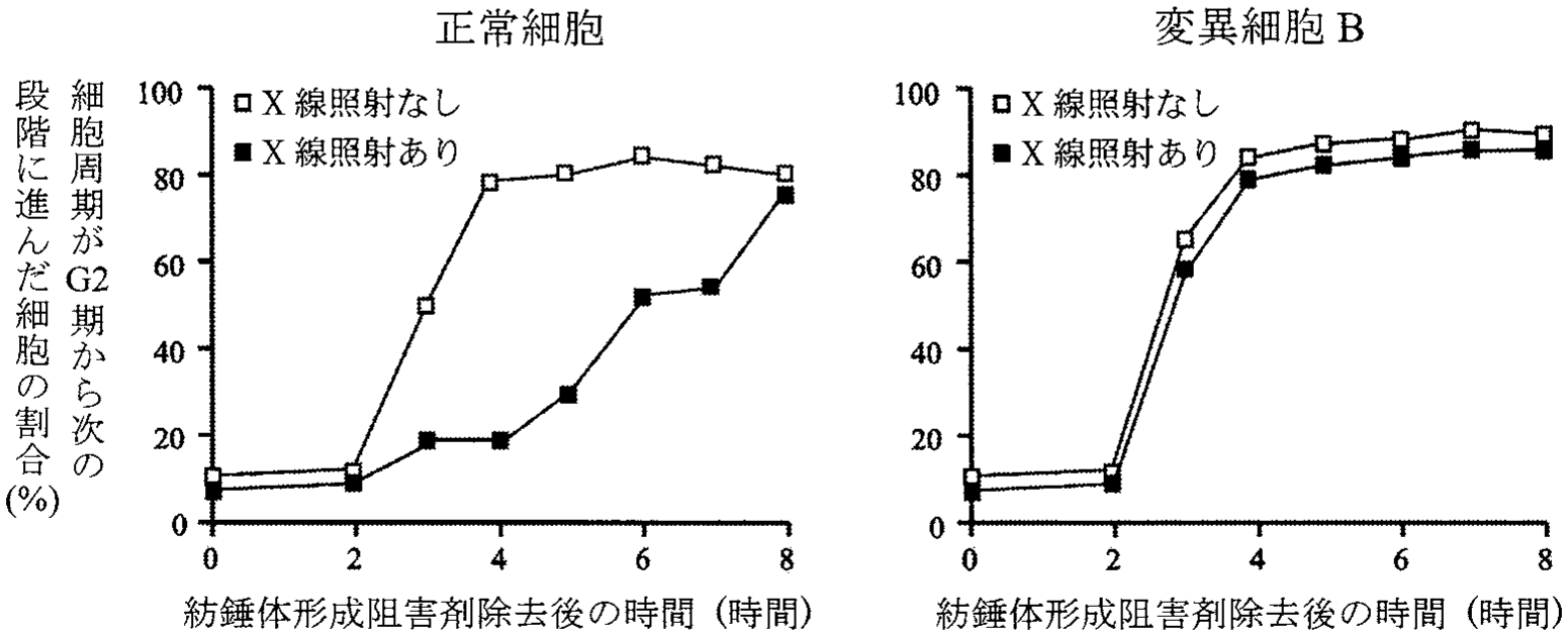図3—2　紡錘体形成阻害剤除去後に細胞周期が進行した細胞の割合
