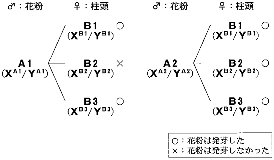 図2—1　実験1の交配結果