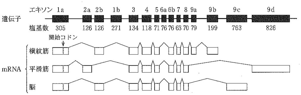 図1—1　\alpha-トロポミオシン遺伝子の選択的スプライシングの例
