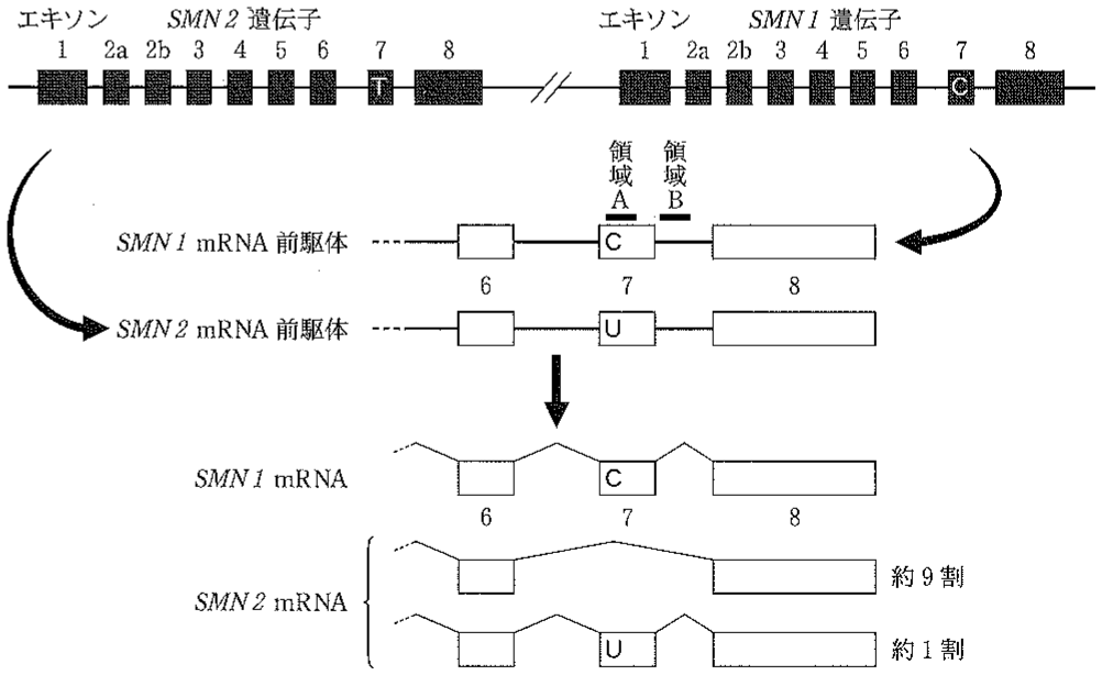 図1—2　ヒトの \mathitSMN1 遺伝子と \mathitSMN2 遺伝子およびそれらの転写とスプライシング