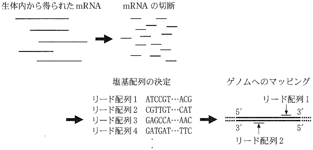 図1—3　mRNA を対象とした RNA-Seq の概略図