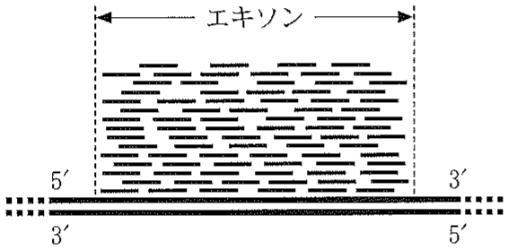 図1—5　ある遺伝子のエキソンに多数のリード配列がマッピングされた様子