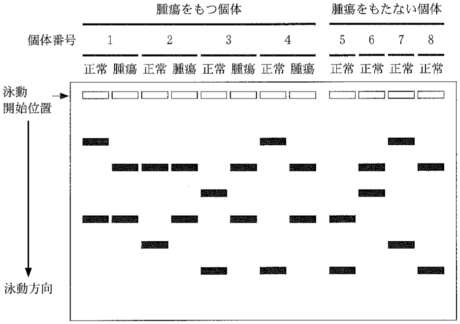 図2—2　ゲル電気泳動の結果