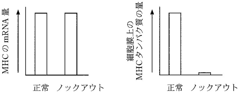 図2—4　正常マウスと遺伝子 X ノックアウトマウスにおける MHC の mRNA 量と細胞膜上の MHC タンパク質の量