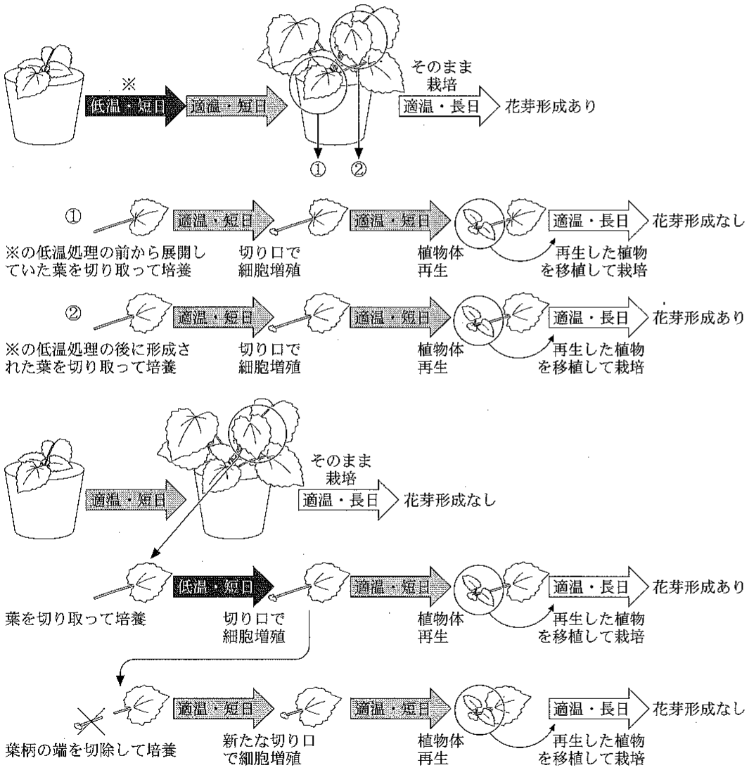 図3—1　ゴウダソウの植物体再生を利用した花芽形成実験