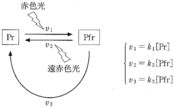 図3—2　フィトクロムの Pr と Pfr の変換