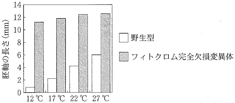 図3—3　シロイヌナズナの胚軸の伸長に対する温度とフィトクロム欠損の影響