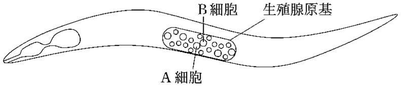 図1—1　線虫の幼虫