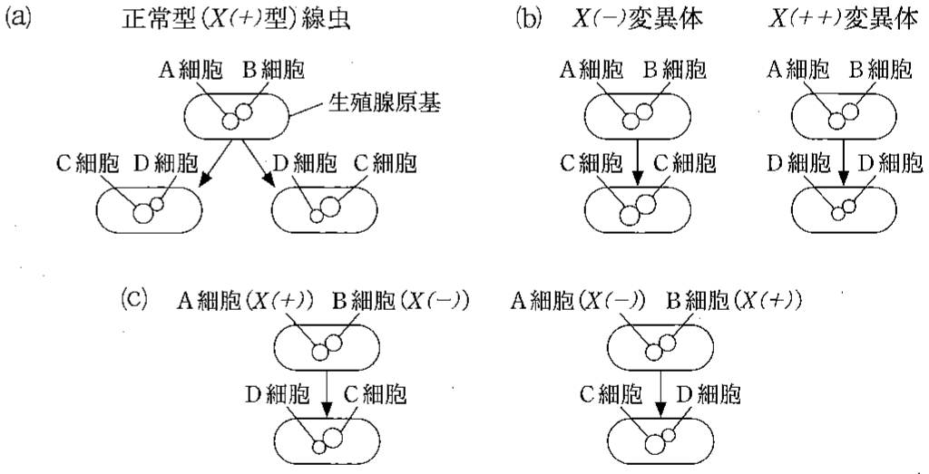 図1—2　線虫のC細胞とD細胞の分化の過程