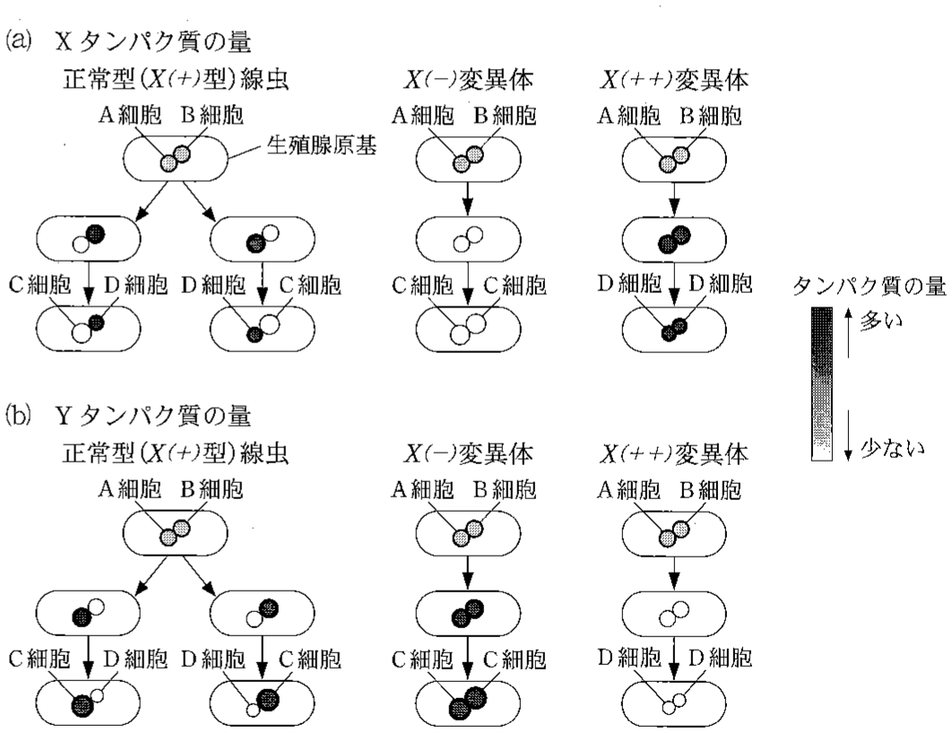図1—3　各細胞でのXタンパク質(a)とYタンパク質(b)の量の変化