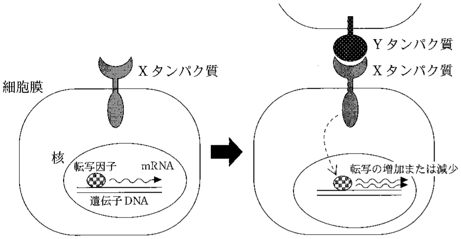 図1—4　Xタンパク質とYタンパク質のはたらきかた