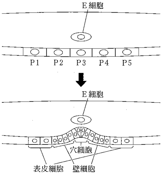 図1—5　卵を産む穴の発生の初期過程。E細胞のまわりの細胞は省略した。