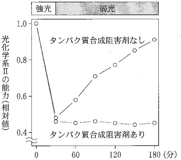 図2—2　正常型植物の光化学系Ⅱの能力に対する強光照射とタンパク質合成阻害剤の影響