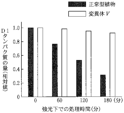 図2—3　タンパク質合成阻害剤を与えて強光を照射した後での正常型植物と変異体 V 中のD1タンパク質の量