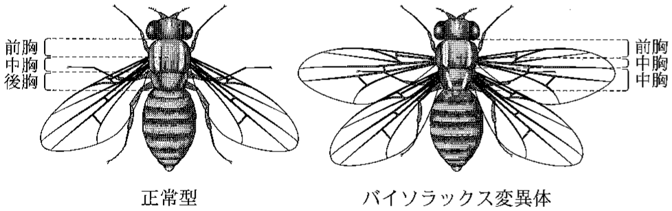 図3—3　ショウジョウバエの正常型とバイソラックス変異体