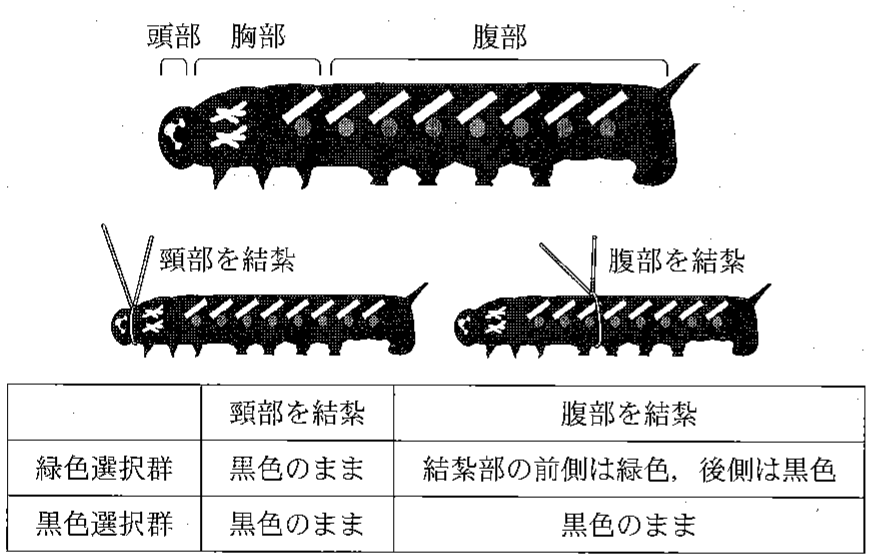 図3—5　体色変化（胸部・腹部）に関与するホルモンの同定のための結紮実験