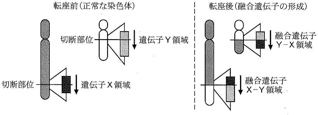 図1—1　染色体相互転座による融合遺伝子 X–Y と Y–X の形成