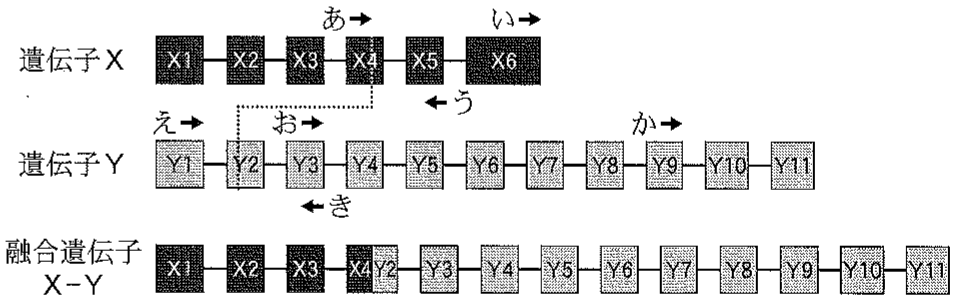 図1—2　正常な遺伝子 X と遺伝子 Y，融合遺伝子 X–Y のエキソン・イントロン構造