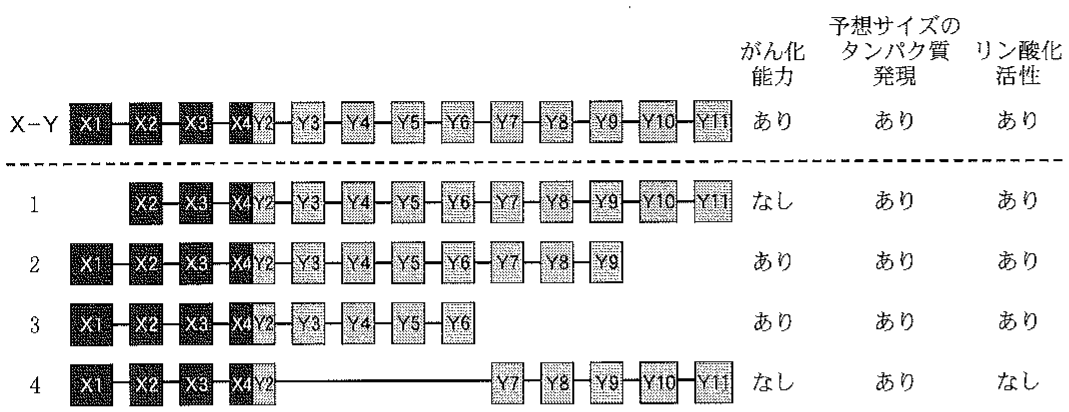 図1—3　人工的に作製した4種類の融合遺伝子1〜4と実験結果