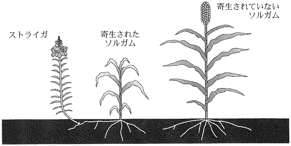 図2—1　ソルガムに寄生するストライガ