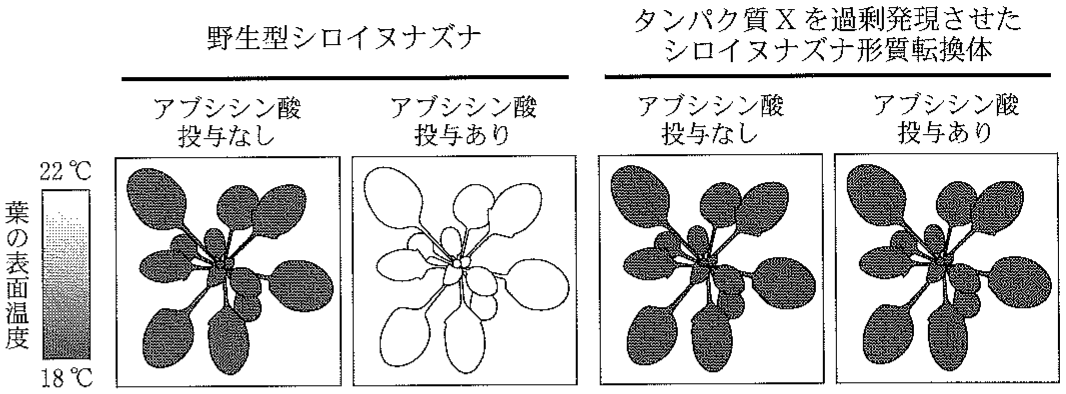 図2—3　野生型シロイヌナズナとタンパク質 X を過剰発現させたシロイヌナズナ形質転換体の上からのサーモグラフィー画像